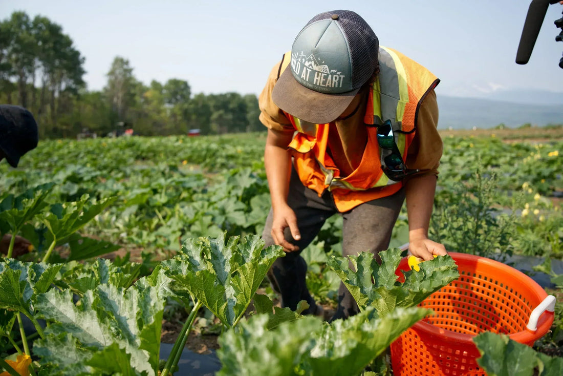 Inside Tea Creek Farm’s Indigenous-Led Model for Food and Work